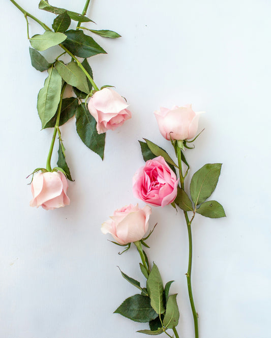 PRE-ORDER: Roses